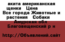 акита американская.щенки › Цена ­ 75 000 - Все города Животные и растения » Собаки   . Амурская обл.,Благовещенский р-н